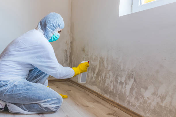 Licensed Basement Mold Remediation service in Grandy, NC - WQB Mold Removal